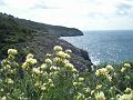 barba di giove in fiore